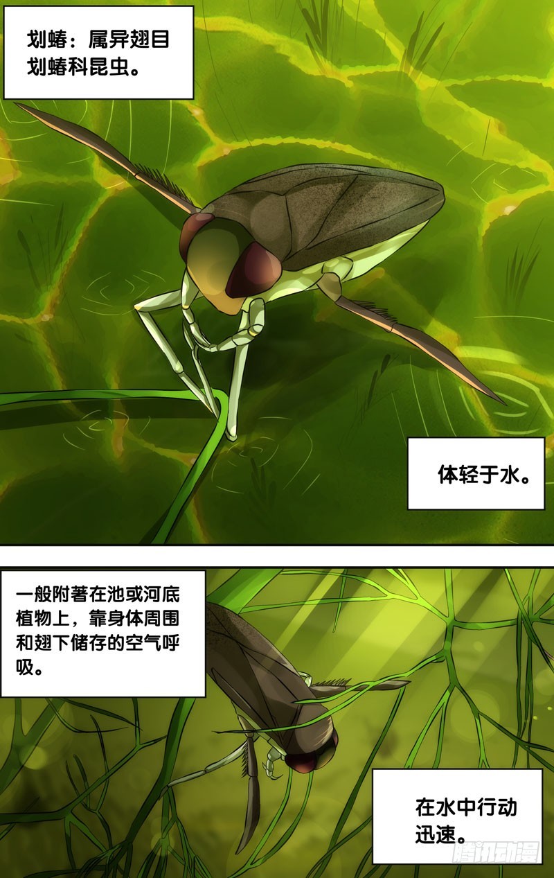 蟲生 - 30.劃蝽 - 1