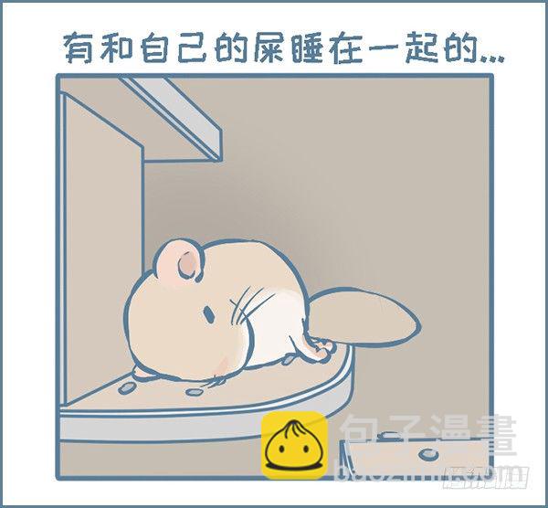 我家有隻小龍貓 - 拍了龍貓半個月的睡覺萌照（上） - 1