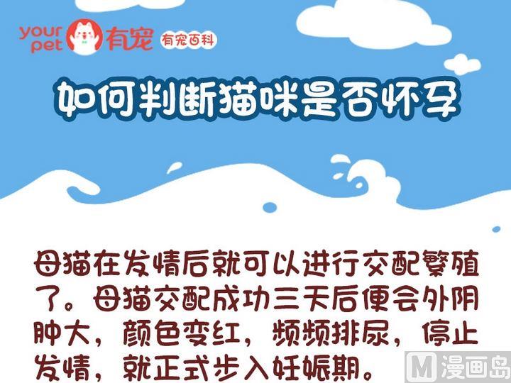 有寵百科 - 70如何判斷貓咪是否懷孕 - 2