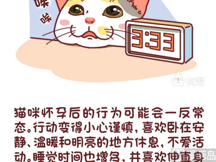 有寵百科 - 70如何判斷貓咪是否懷孕 - 1
